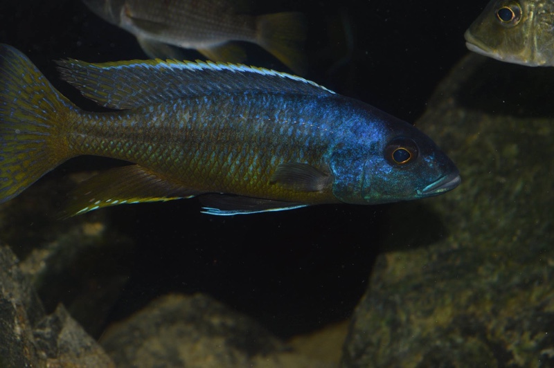 Taeniochromis holotaenia